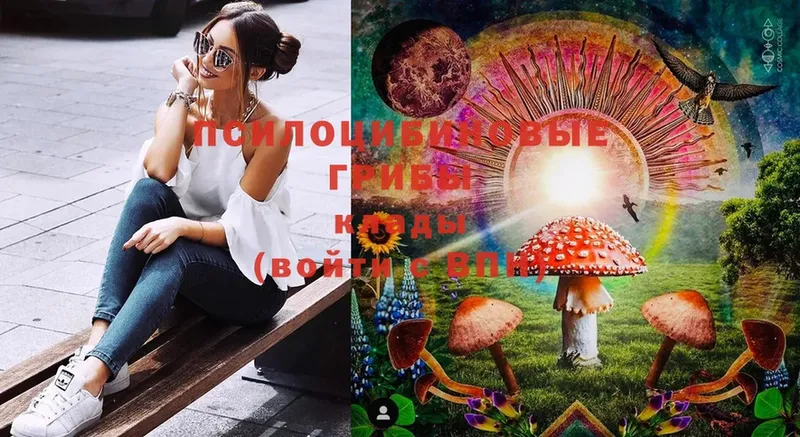 Псилоцибиновые грибы Psilocybe  Завитинск 